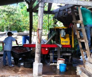 Toledo Coffee Farm Coffee Bean Extractor