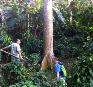 Toleado Coffee Farm, Atenas, Costa Rica