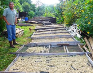 Costa Rica Toleado Coffee Farm Coffee Beans Drying