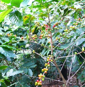 Costa Rica Toleado Coffee Farm Coffee Bean Fruit