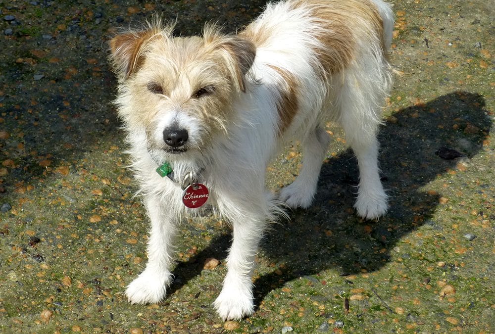 Chienne, Jack Russell Terrier Has Energy To Spare