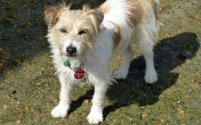 Chienne, Jack Russell Terrier Has Energy To Spare