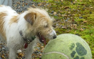 Jack Russell Terrier Playing Soccer With a Basketball