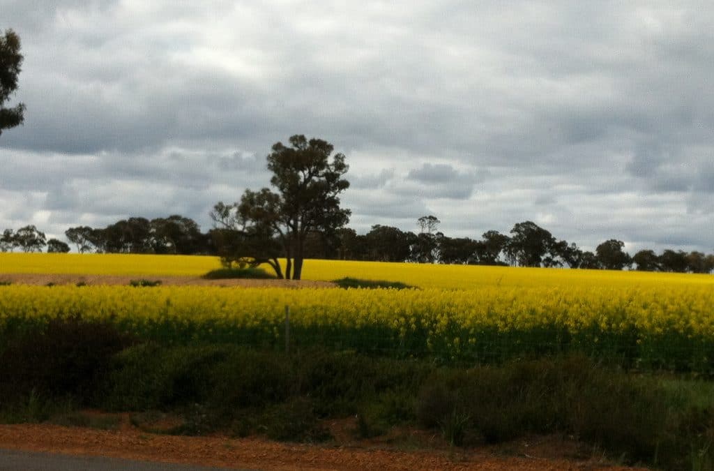 Canola fields in Western Australia