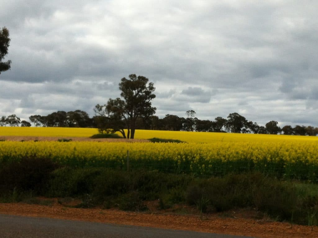 canola fields in Western Australia