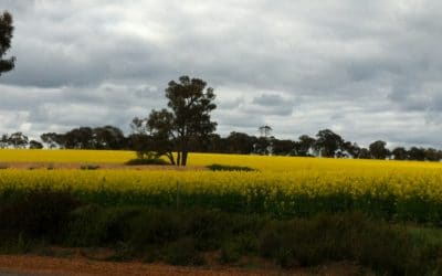 Canola fields in Western Australia