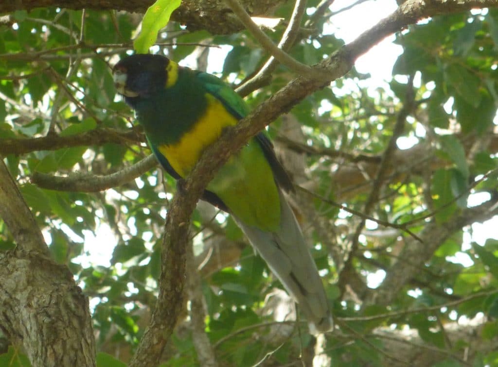 Australian Ringneck Parrot