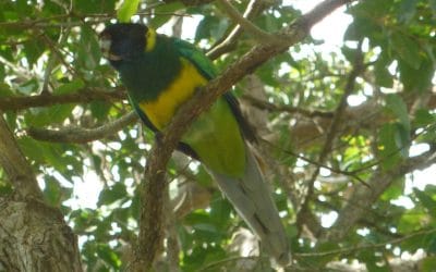 Australian Ringneck Parrot