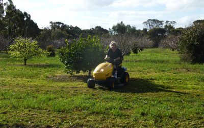 Mowing a Twelve Acre Orchard Can Be Fun