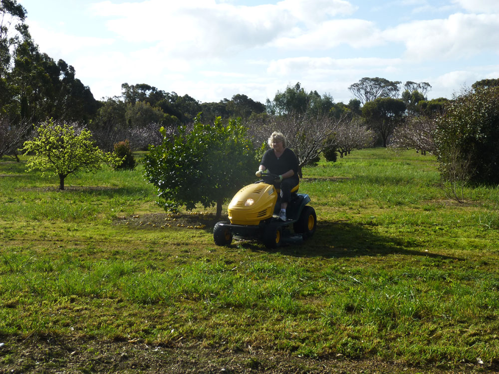 Laurie mowing orchard in Kendenup, WA