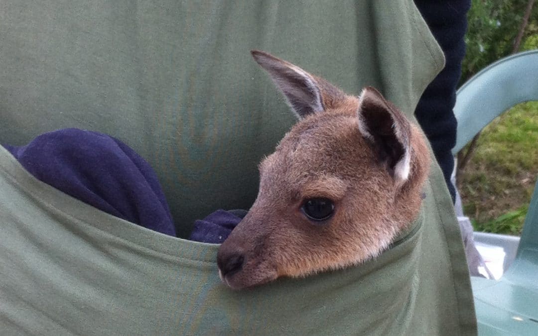 Wildlife Sanctuary for Baby Roos