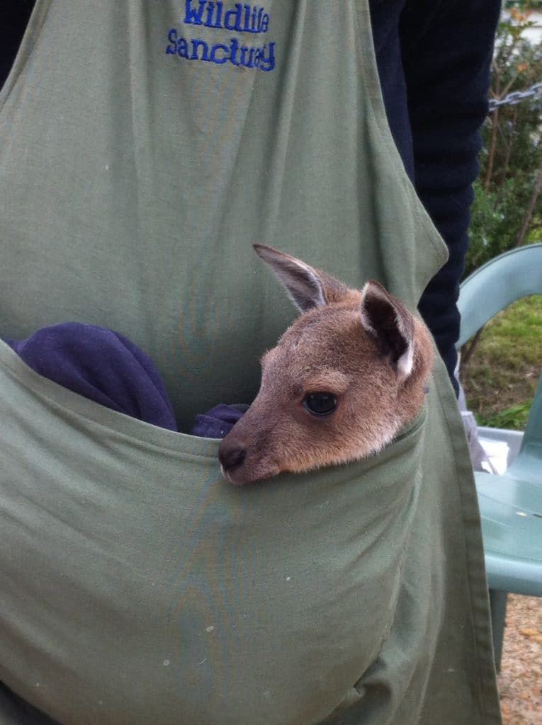 baby roo in voluteers pouch