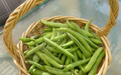 Broad beans aka Fava beans are tasty when you cook them right