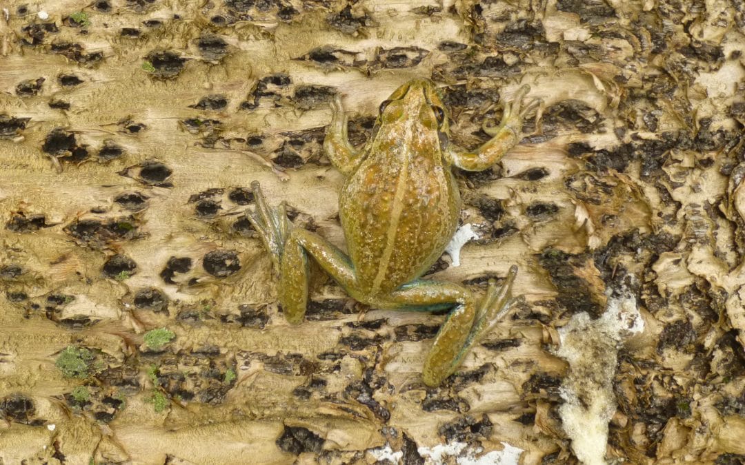 Camouflaged Tree Frog in Albany, Western Australia