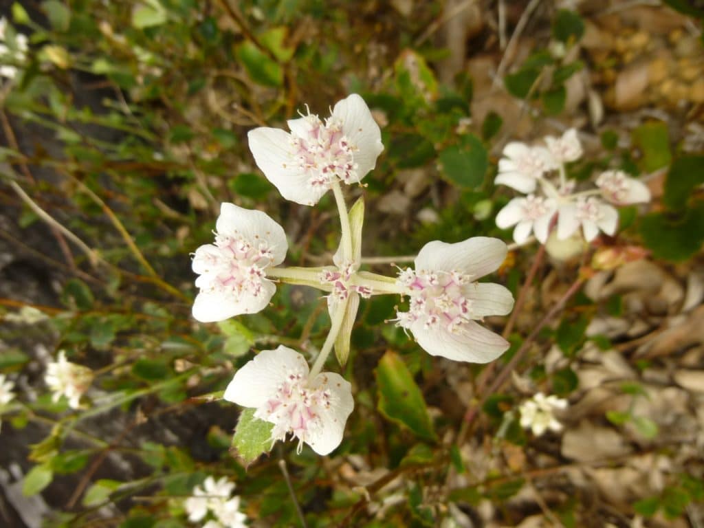 southern cross flowers