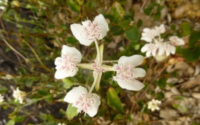 Wildflowers in Porongurup National Park