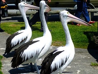 Huge, Tame Pelicans at Emu Point Marina