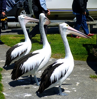 Huge, Tame Pelicans at Emu Point Marina