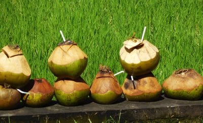 Roadside Coconuts for Recycling in Ubud, Bali