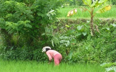 Daily Beauty in the Rice Fields near Ubud, Bali