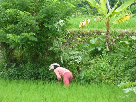 Daily Beauty in the Rice Fields near Ubud, Bali