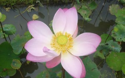 Lotus Flower at Karsa Spa, Ubud, Bali