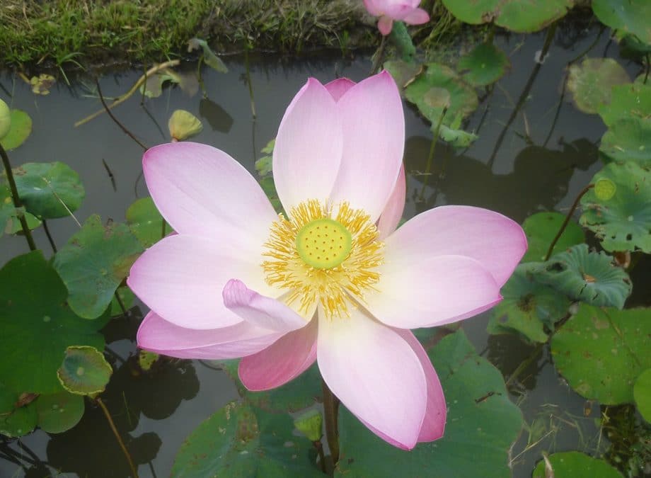 Lotus Flower at Karsa Spa, Ubud, Bali