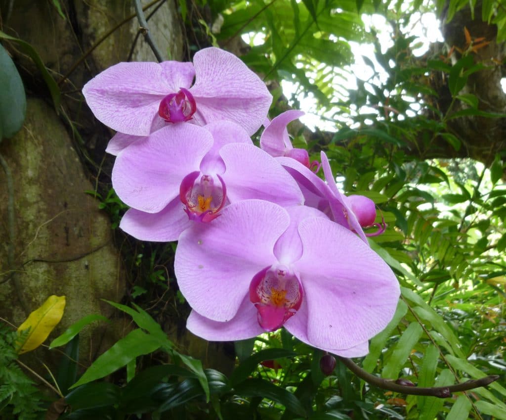 Orchid at ARMA Museum in Ubud, Bali