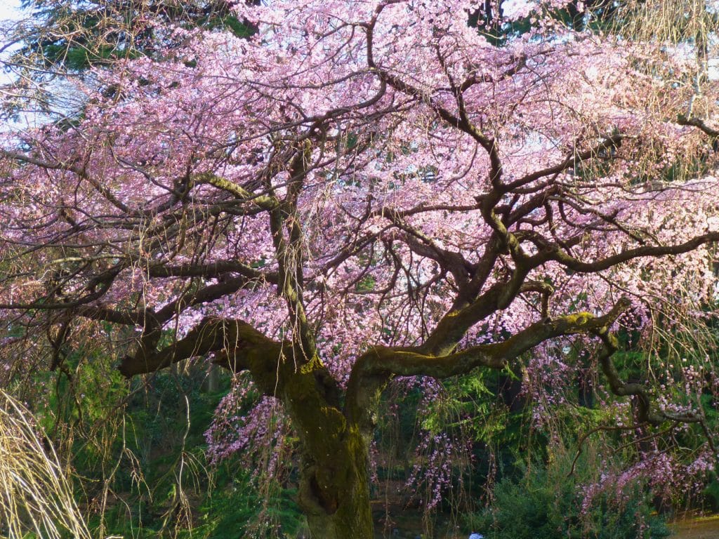 Cherry Blossoms at Shinjuku Gyoen National Garden