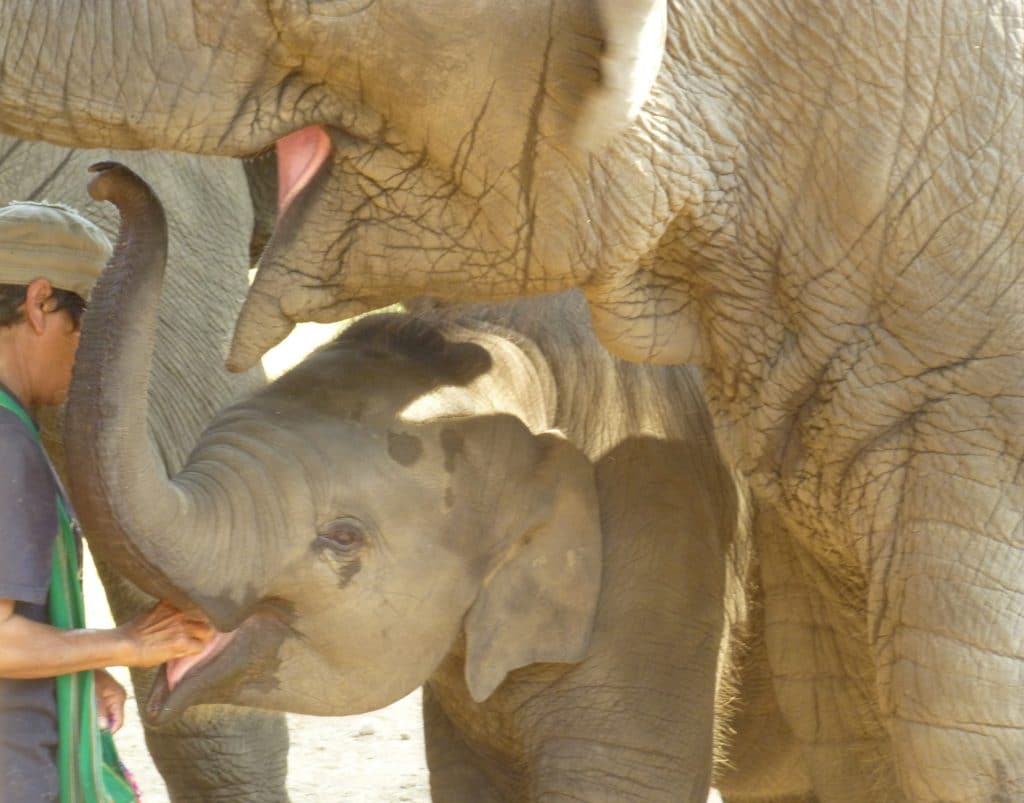 Baby Elephant and Mama at Elephant Nature Park, Chiang Mai, Thailand