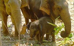 Mother Elephant with Five Month Old Baby Yin Dee