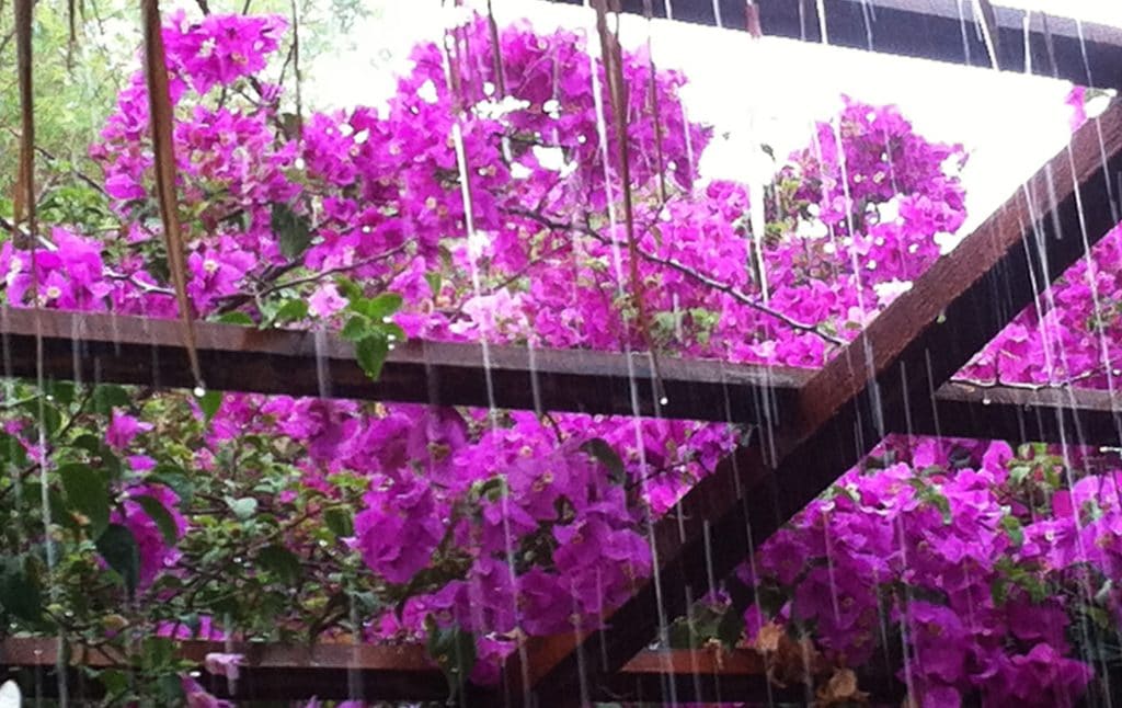 bougainvillea