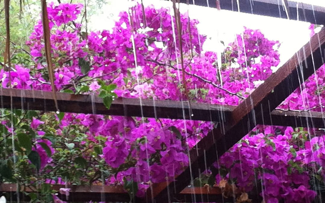 Bougainvillea in the Rain