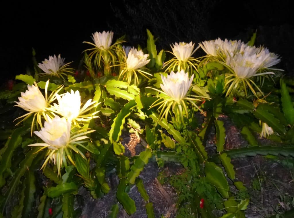 Dragon Fruit Blooms