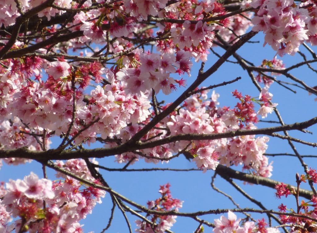 Cherry Blossoms in Tokyo, Japan