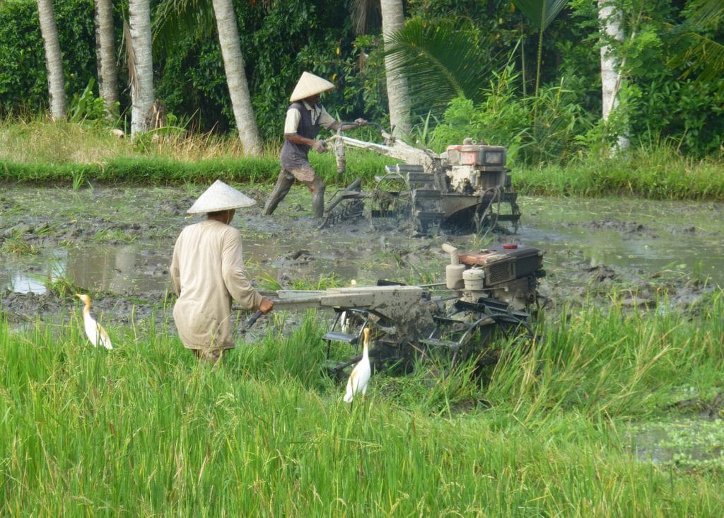 Tilling the rice fields in Ubud, Bali