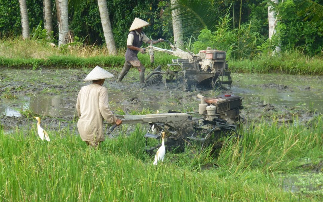 Tilling the Rice Fields in Bali