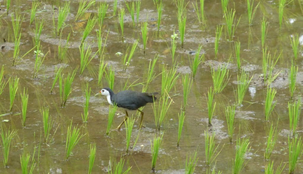 White-breasted Waterhen, Ubud, Bali