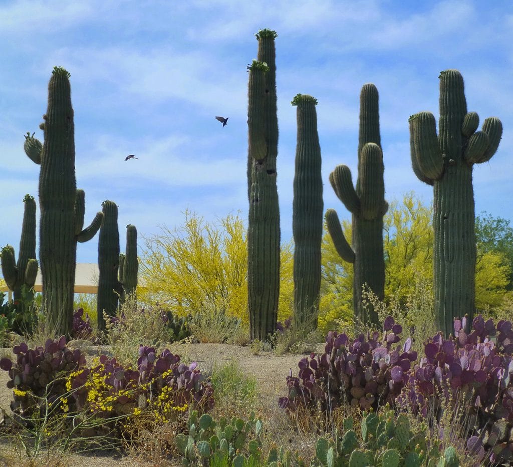 Saguaro cactus garden, East Valley, Arizona, USA