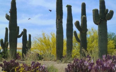 Saguaro Cactus Garden, Arizona