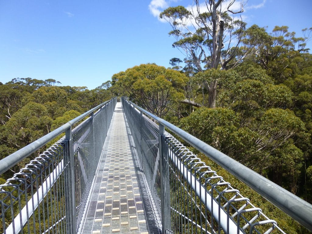 Treetop walk at the Valley of the Giants, Denmark, WA