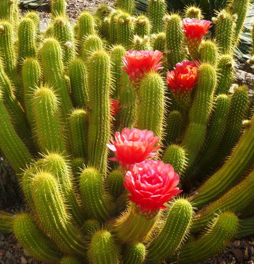 Blooming Cacti in Sonoran Desert