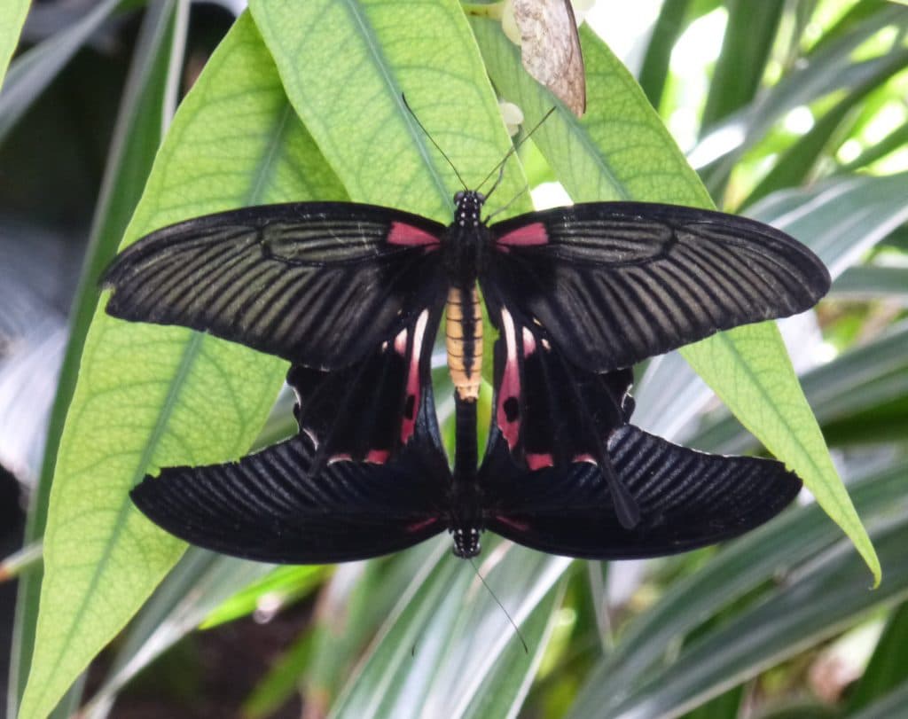 Mating Butterflies