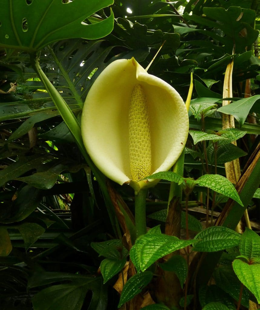 Mauna Loa Peace Lilly, Hilo, Hawaii