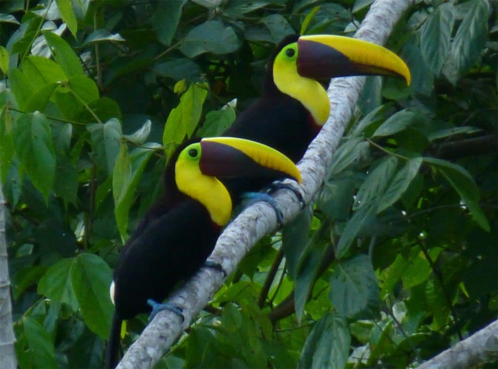 Pair of toucans, Costa Rica