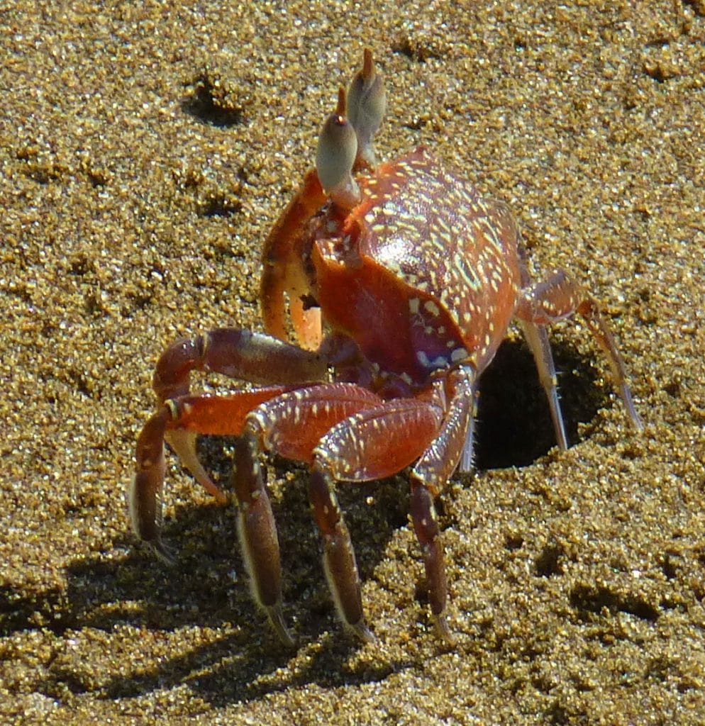 ghost crab in Marino Ballena National Park, Costa Rica