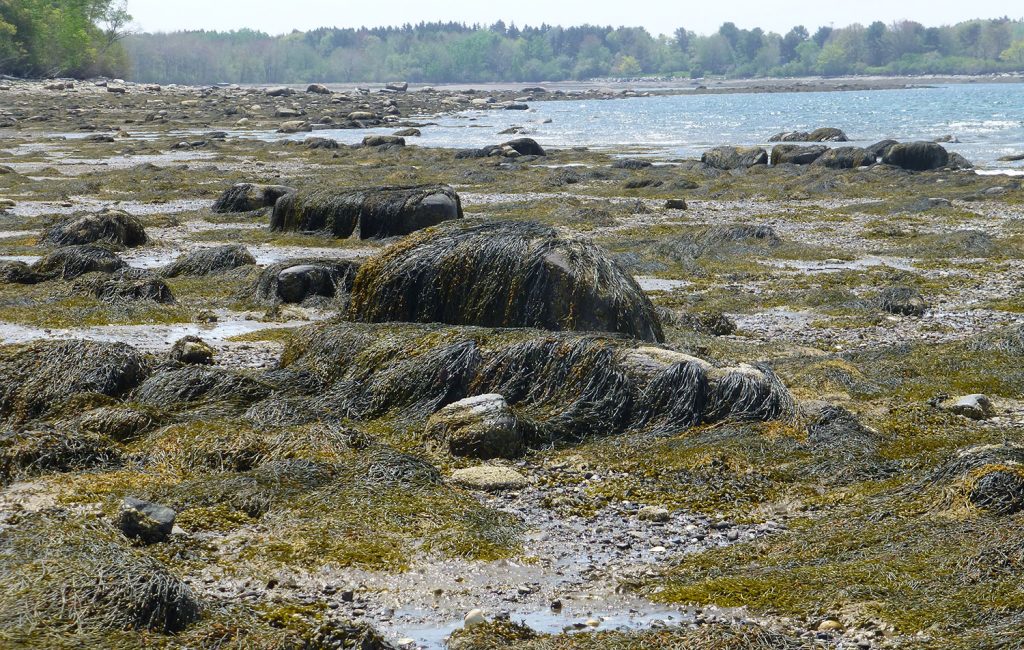 seaweed on the beach - Central Coast, Maine, USA