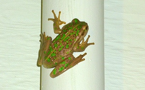 Motorbike Frog in Australia Uncannily Sounds Exactly Like a Motorbike