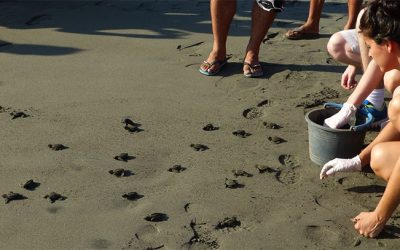 Protecting Costa Rica’s Sea Turtles at Playa Tortuga