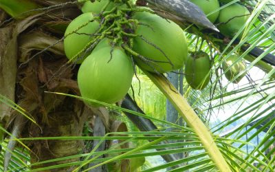 How To Get Free Coconut Water (Pipa) in Costa Rica